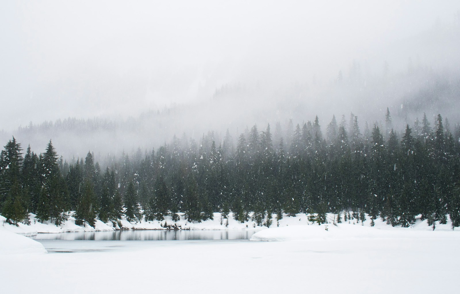 snow field and green pine trees during daytime